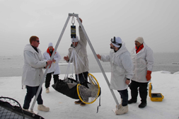 Seal-tagging group weighing a seal